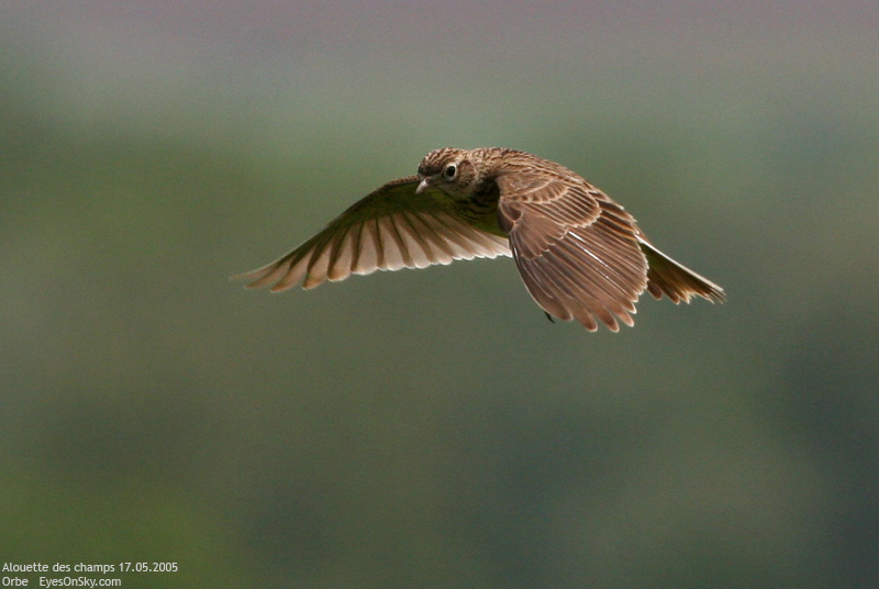 Nature/Birds/A/alouette_des_champs_IMG_5422.jpg