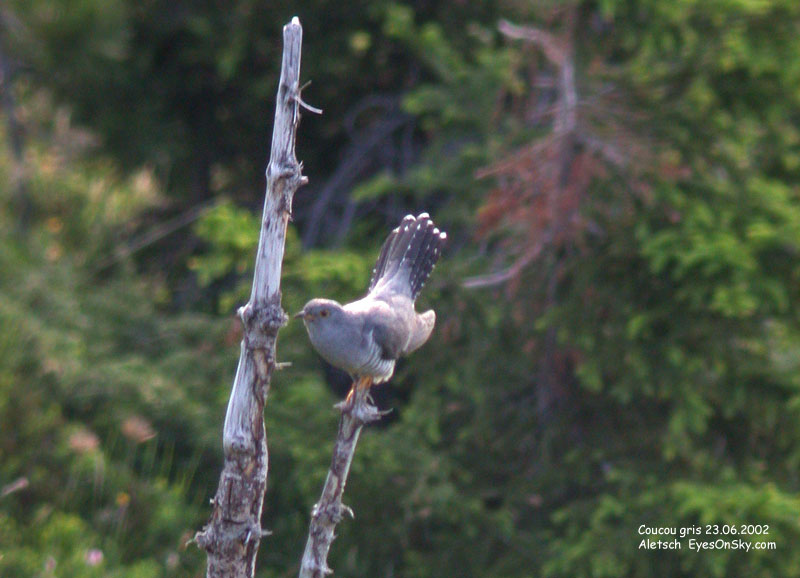 Nature/Birds/Ci/coucou_gris_DSCN4339.jpg