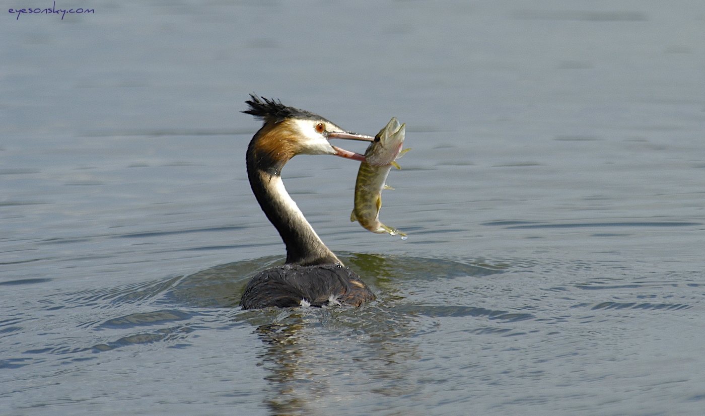 Nature/Birds/G/grebe_huppe_DSC_2971.jpg