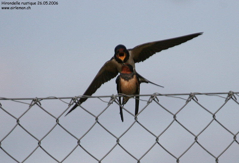 Nature/Birds/H-I/hirondelle_rustique_IMG_8459.jpg