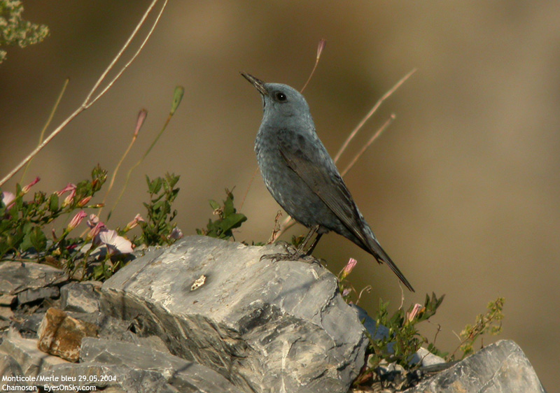 Nature/Birds/J-O/merle_bleu_DSCN5422.jpg