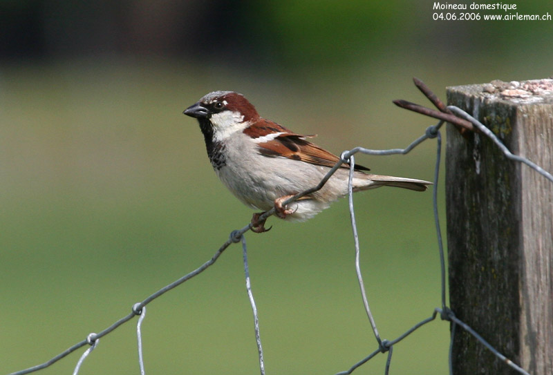 Nature/Birds/J-O/moineau_domestique_IMG_8793.jpg
