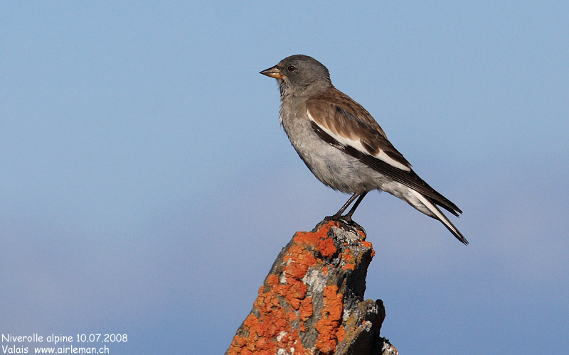 Nature/Birds/J-O/niverolle-alpine-IMG_4785.jpg