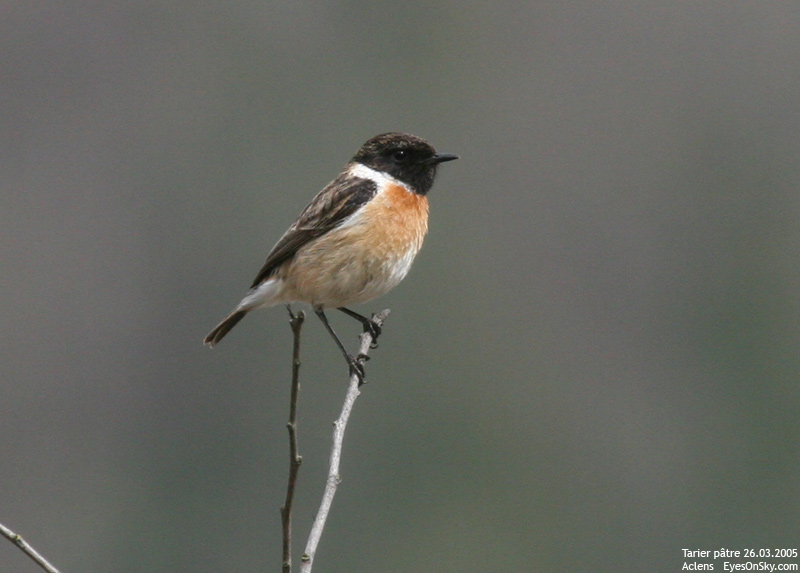 Nature/Birds/T-V/tarier_patre_IMG_7728.jpg