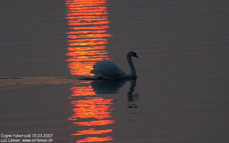 Nature/Birds/Ci/cygne_tubercule_IMG_1205.jpg
