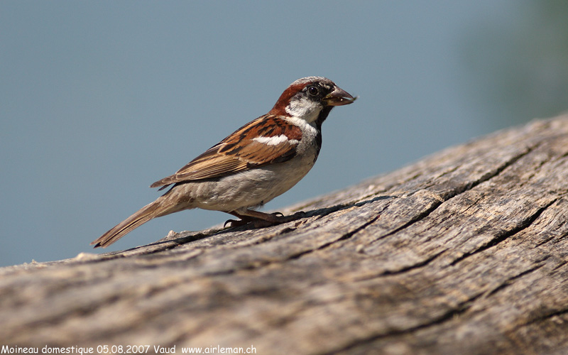 Nature/Birds/J-O/moineau-domestique-IMG_7299.jpg