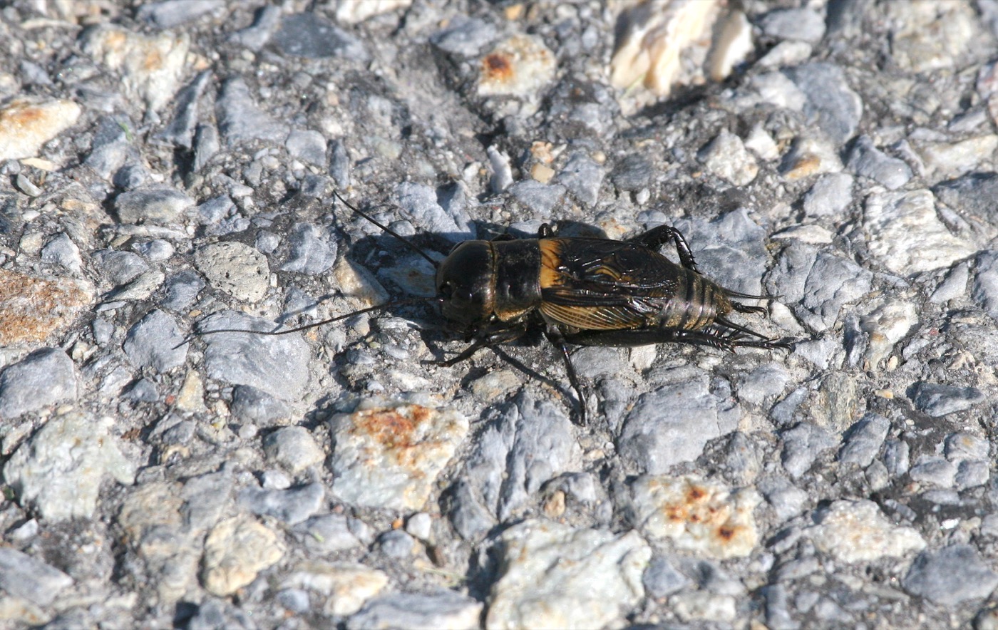 Nature/Insectes/IMG_6470.jpg